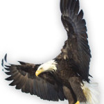 gdg_eagle