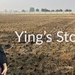 Ying-Field-2-Title